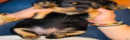 Rottweiler dogs for sale: Sunshine - Ad 2