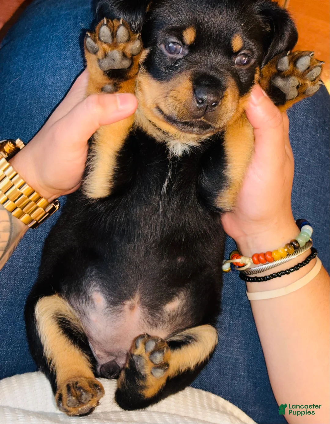 Rottweiler dogs for sale: Sunshine - Ad 2