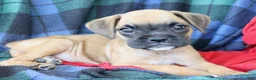 Boxer dogs for sale: Tonya  - Ad 4