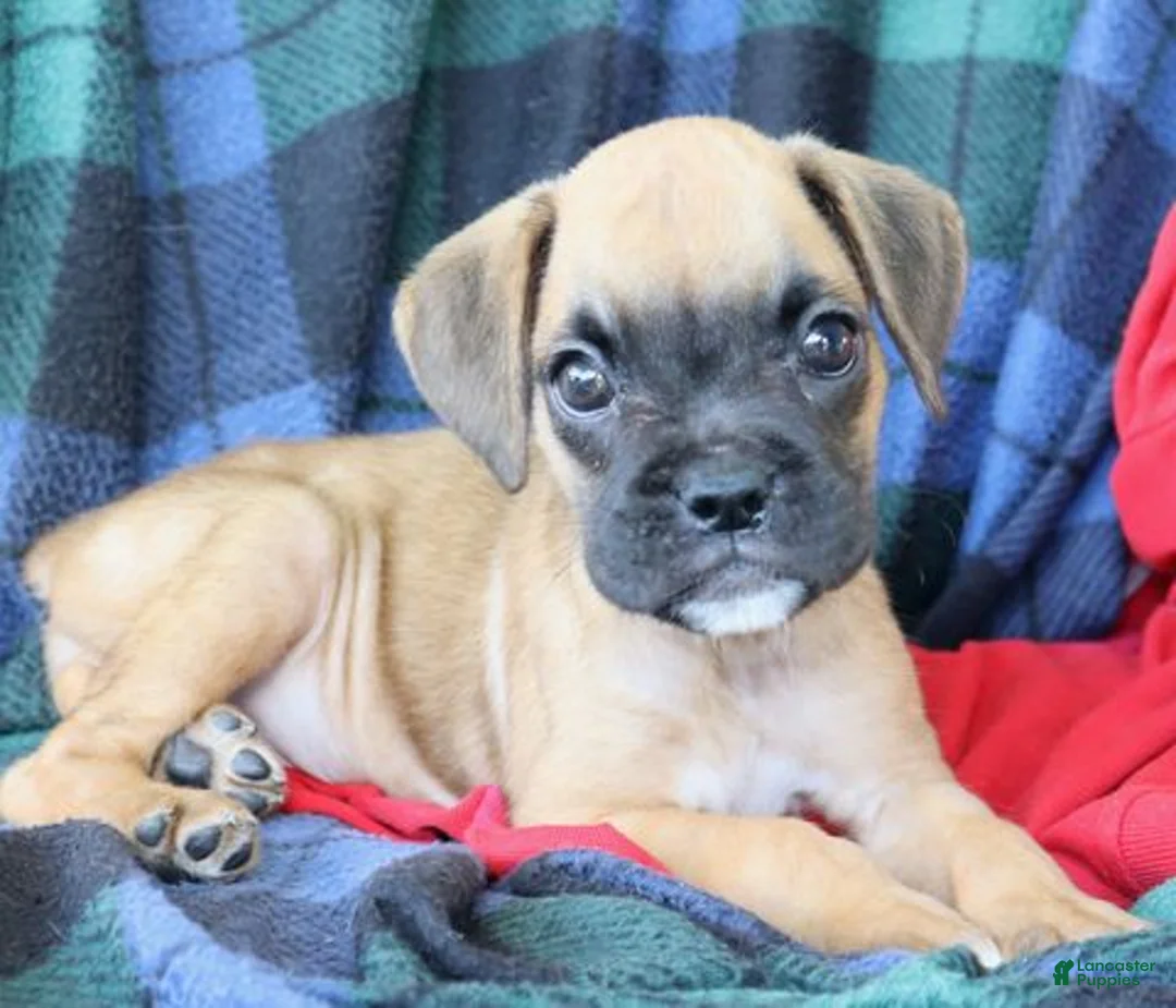 Boxer dogs for sale: Tonya  - Ad 4