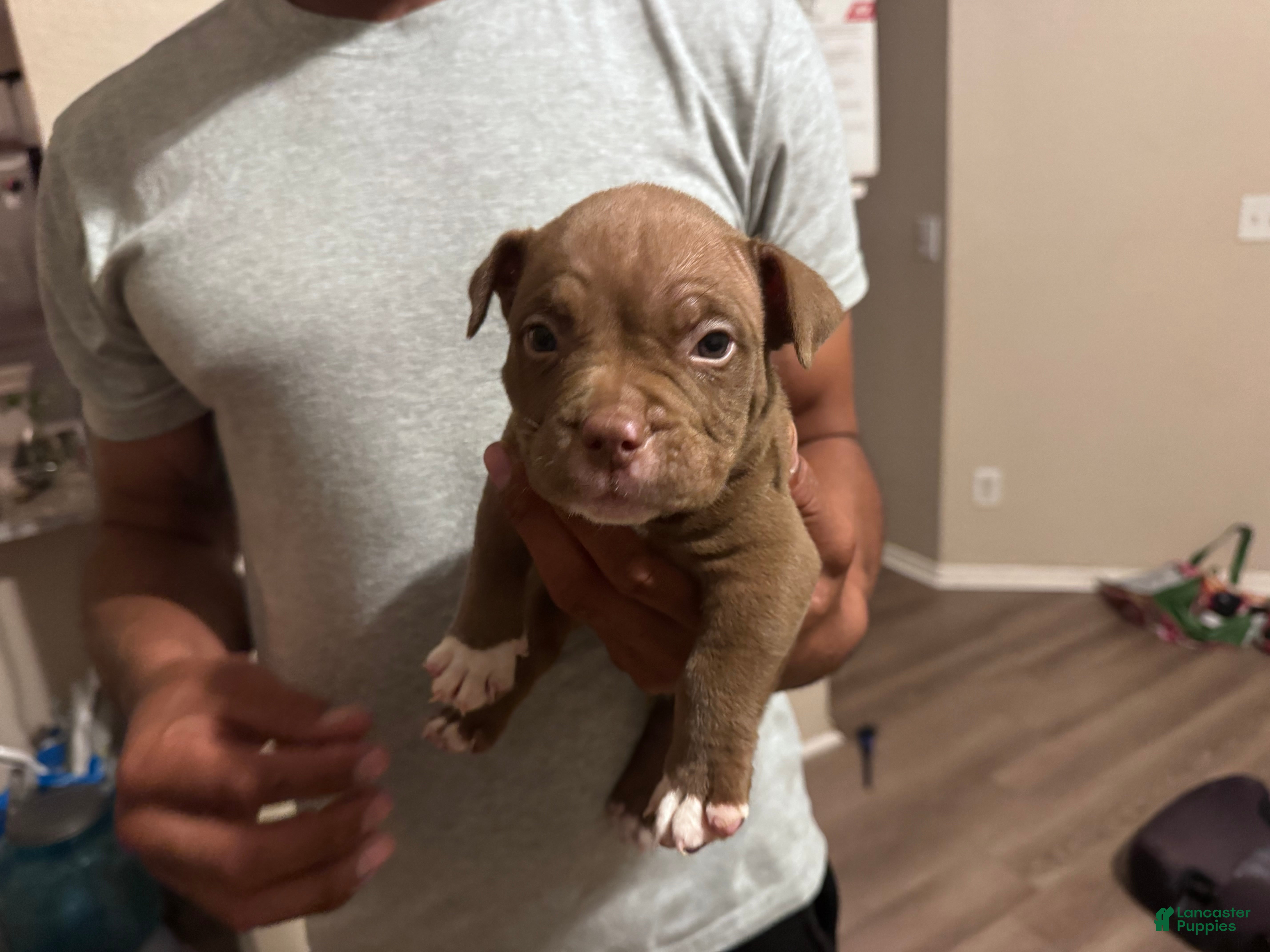American Bully dogs Male 1 - Ad 27