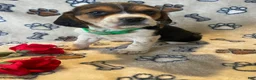 Beagle dogs for sale: Sally - Ad 2