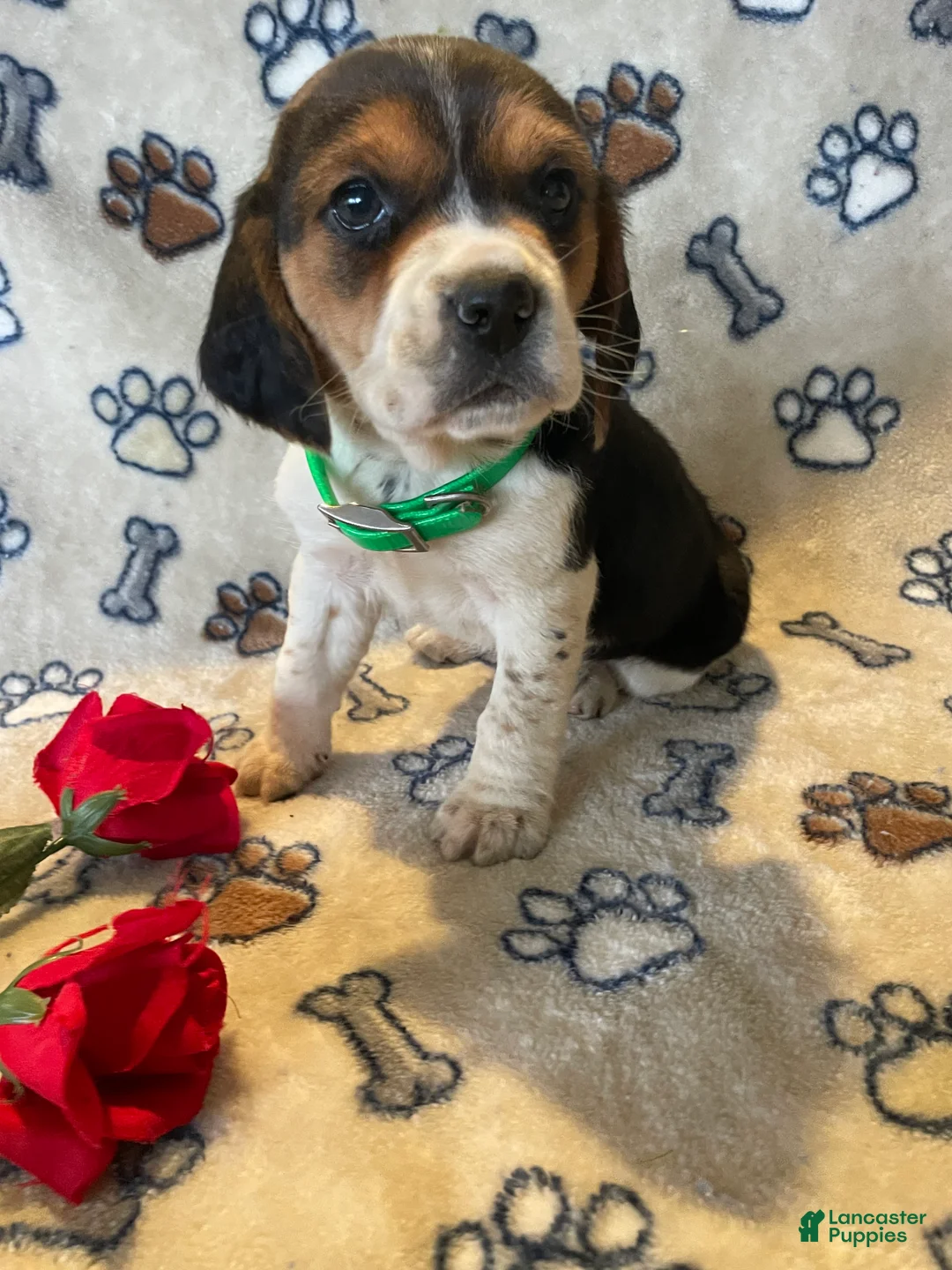 Beagle dogs for sale: Sally - Ad 2