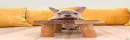 French Bulldog dogs for sale: Marco - Ad 2