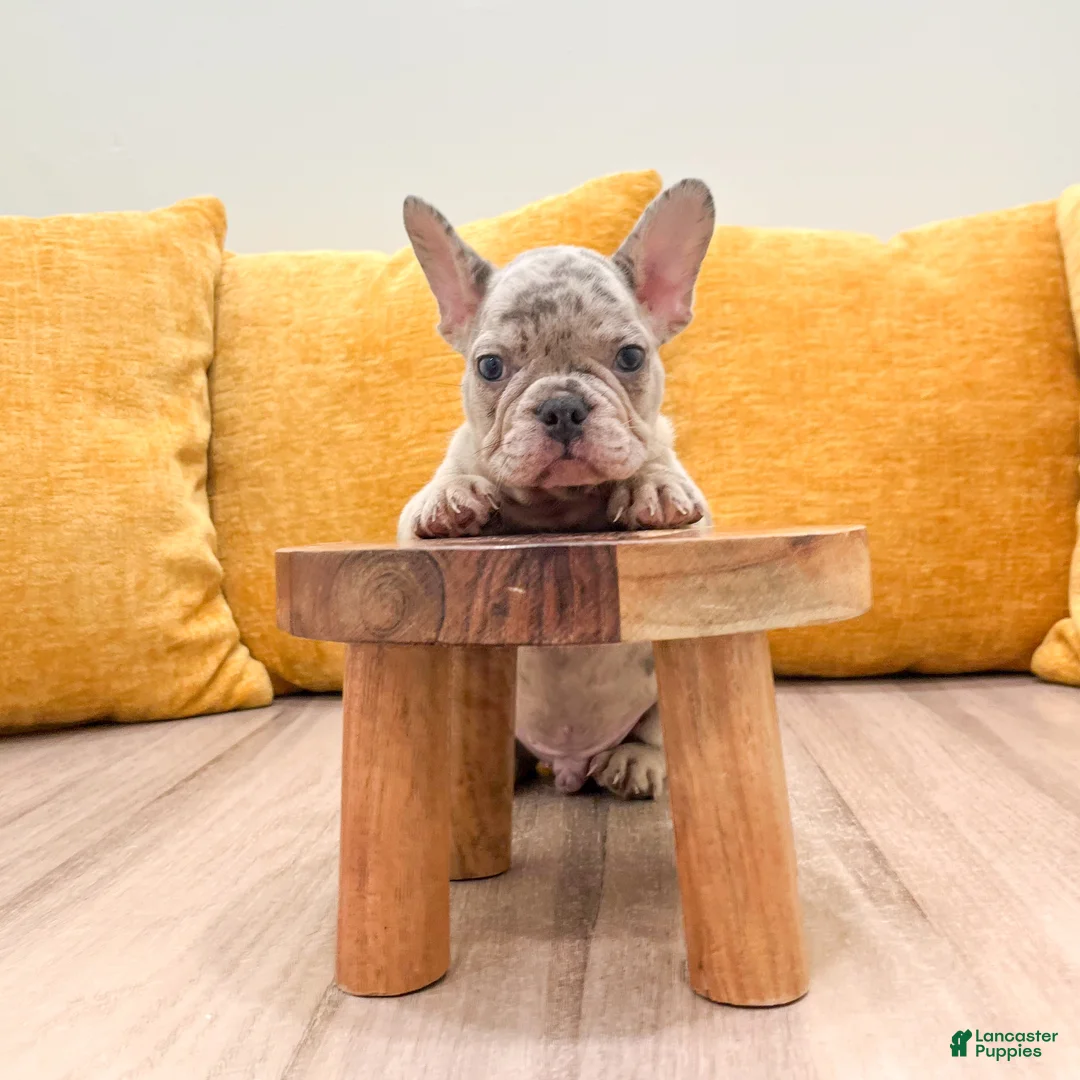French Bulldog dogs for sale: Marco - Ad 2
