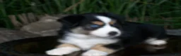 Miniature Australian Shepherd dogs for sale: Ryder - Ad 5