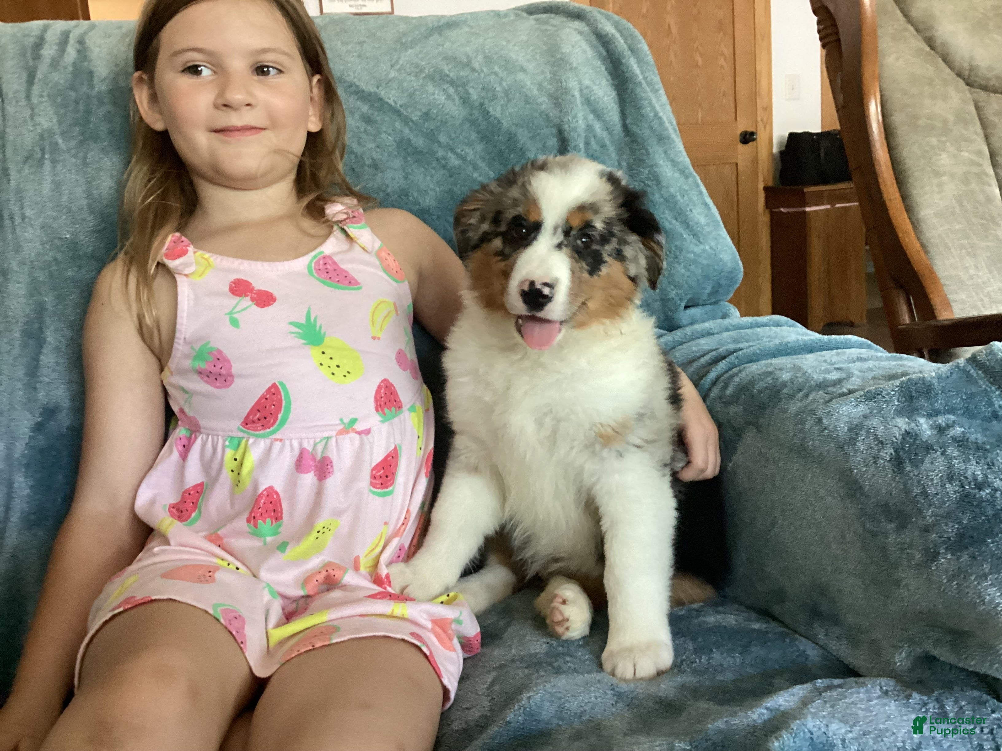 Australian Shepherd dogs Tara - Ad 2
