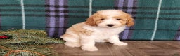 Mini Goldendoodle dogs for sale: Oma - Ad 9