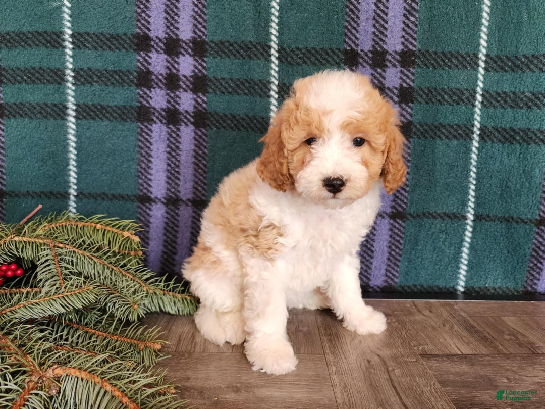 Mini Goldendoodle dogs for sale: Oma - Ad 9