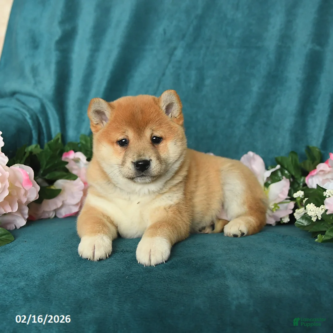 Shiba Inu dogs for sale: Lady - Ad 4