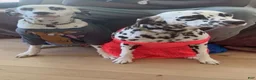 Dalmatian dogs for sale: Dalmatian 4 - Ad 2