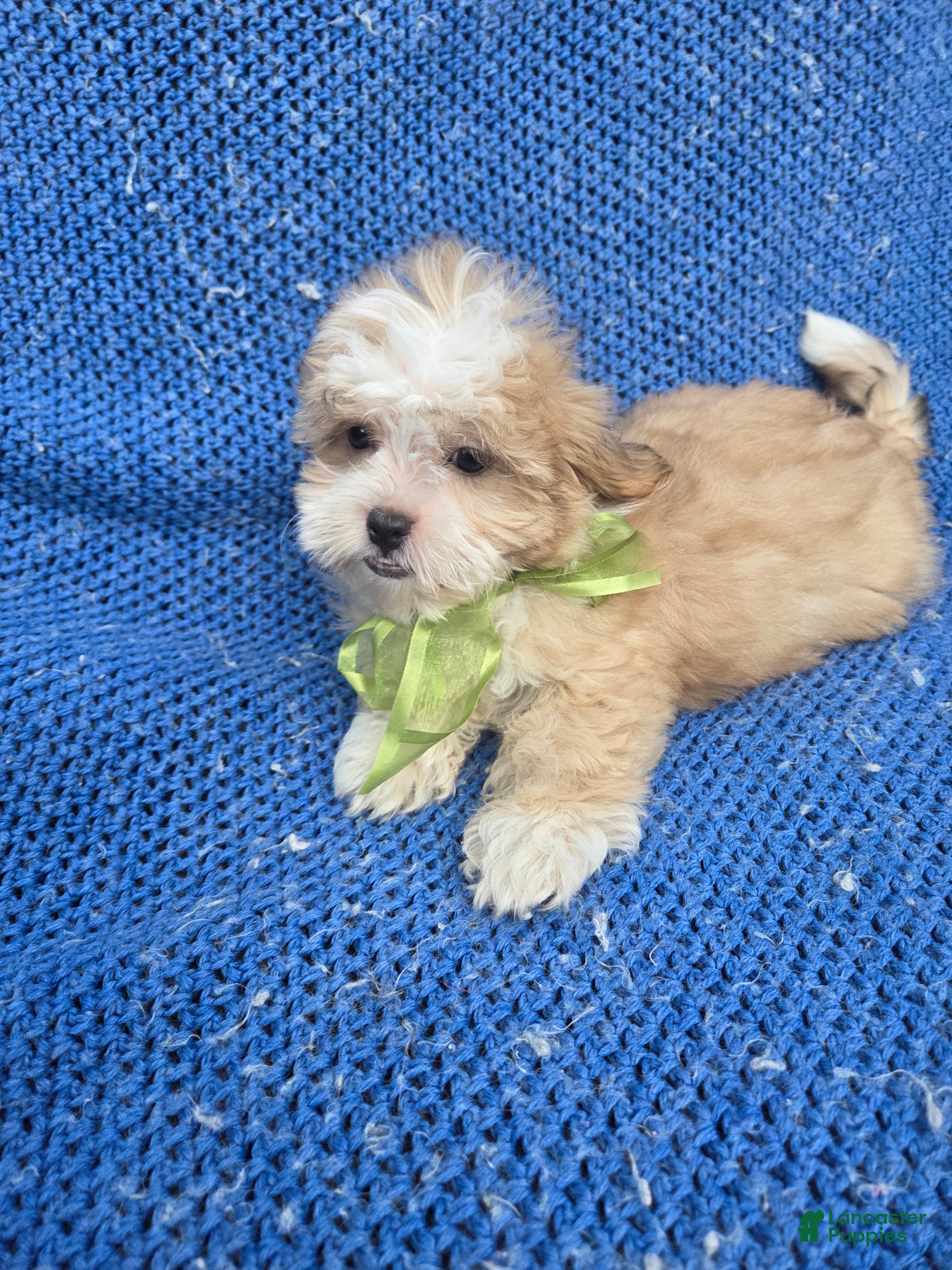 Malshi dogs Jojo - Ad 8