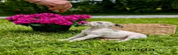 Mixed Breed dogs for sale: Rhonda - Ad 1