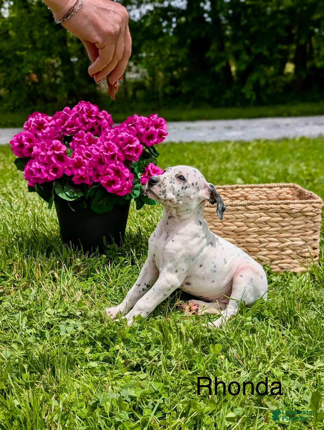 Mixed Breed dogs for sale: Rhonda - Ad 1