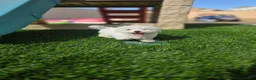 Maltese dogs for sale: Loki - Ad 10