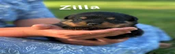 Rottweiler dogs for sale: Zilla w LONG TAIL  - Ad 3