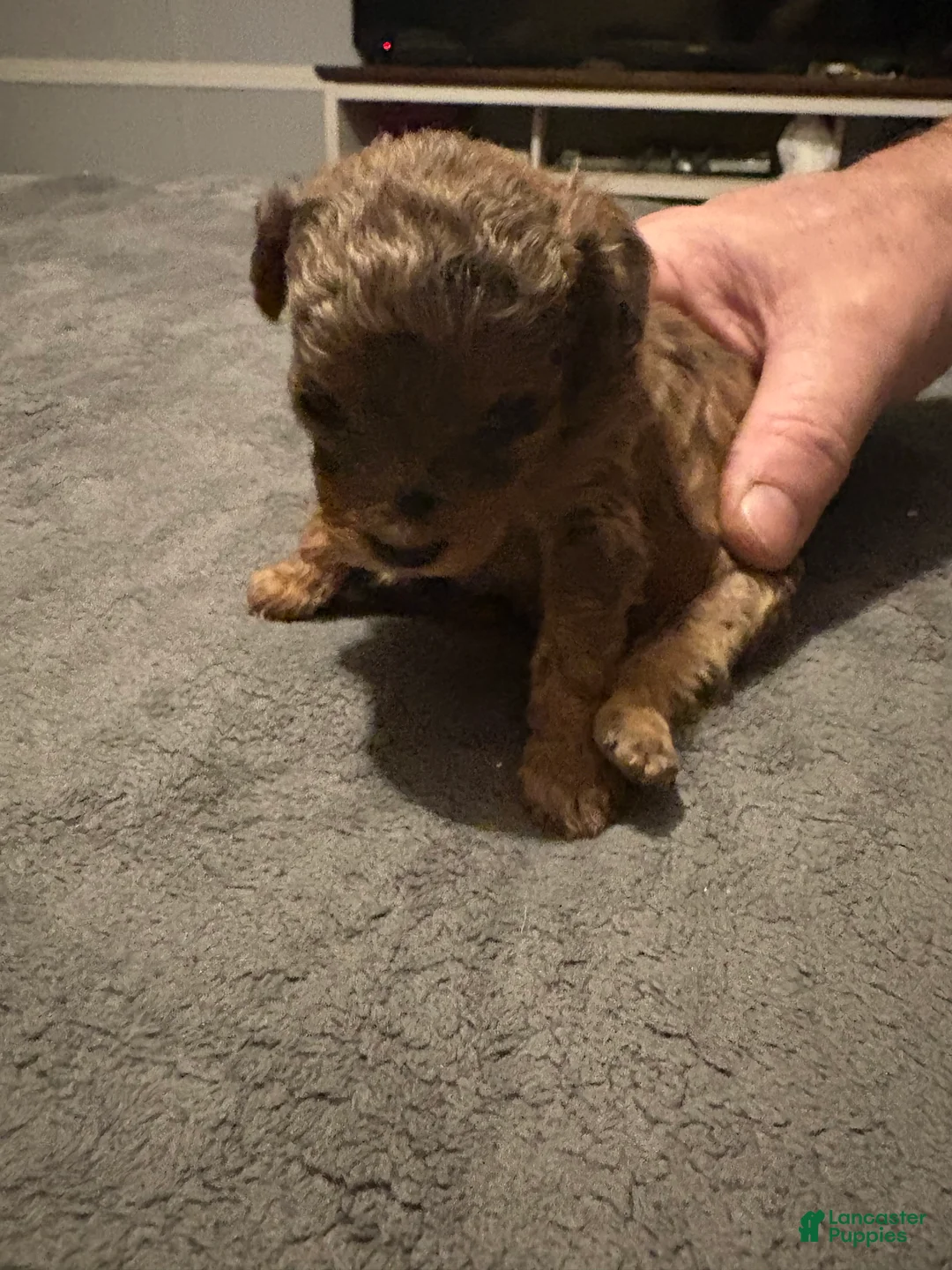 Toy Poodle dogs for sale: Mary - Ad 2