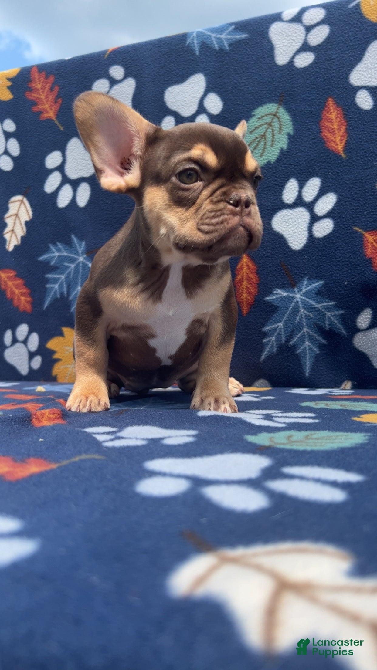 French Bulldog dogs French Bulldog 2 - Ad 1