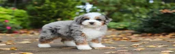 Mini Bernedoodle dogs for sale: Paris - Ad 3