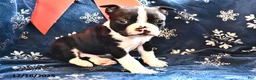 Boston Terrier dogs for sale: Jasper - Ad 5