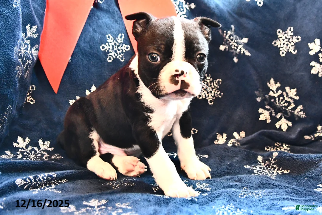 Boston Terrier dogs for sale: Jasper - Ad 5