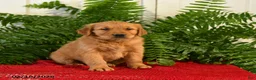 Golden Retriever dogs for sale: Landy - Ad 3