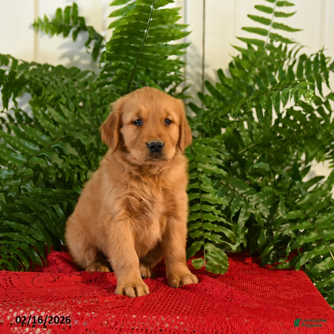 Golden Retriever dogs for sale: Landy - Ad 3