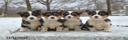 Welsh Corgi Pembroke dogs for sale: Clover  - Ad 5