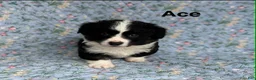 Welsh Corgi Cardigan dogs for sale: Ace FLUFFY - Ad 4