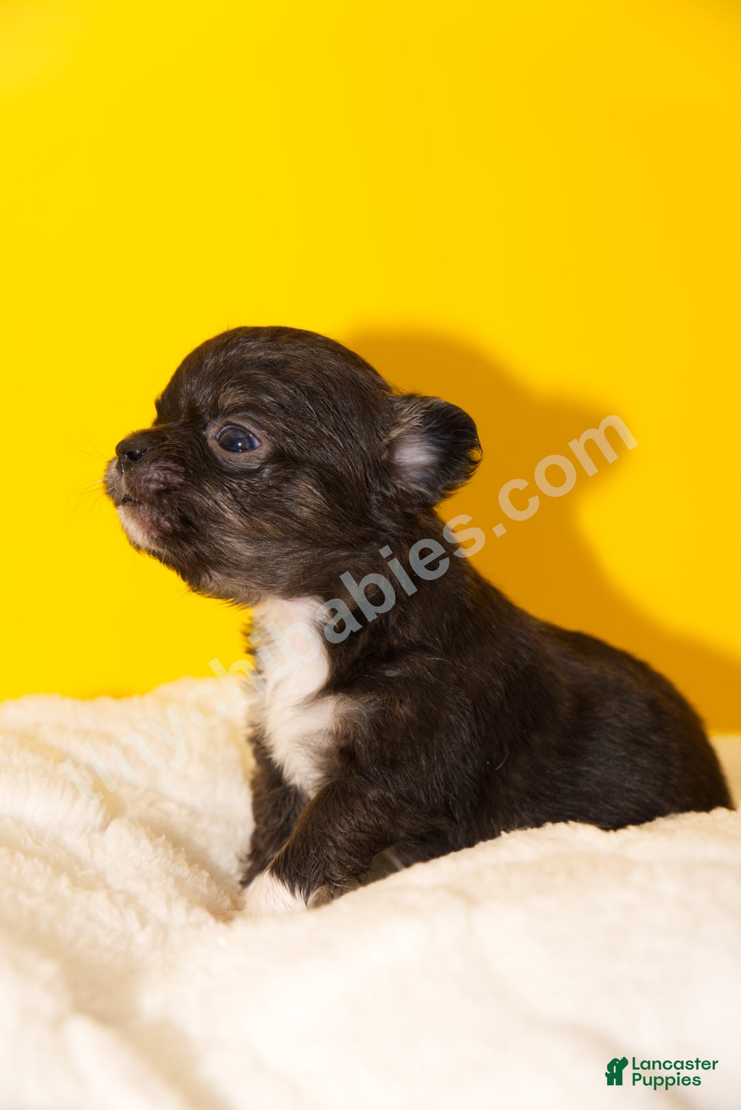 Chihuahua dogs for sale: Charlie - Ad 5