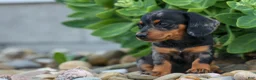 Miniature Dachshund dogs for sale:  Tilly 🎀 - Ad 15