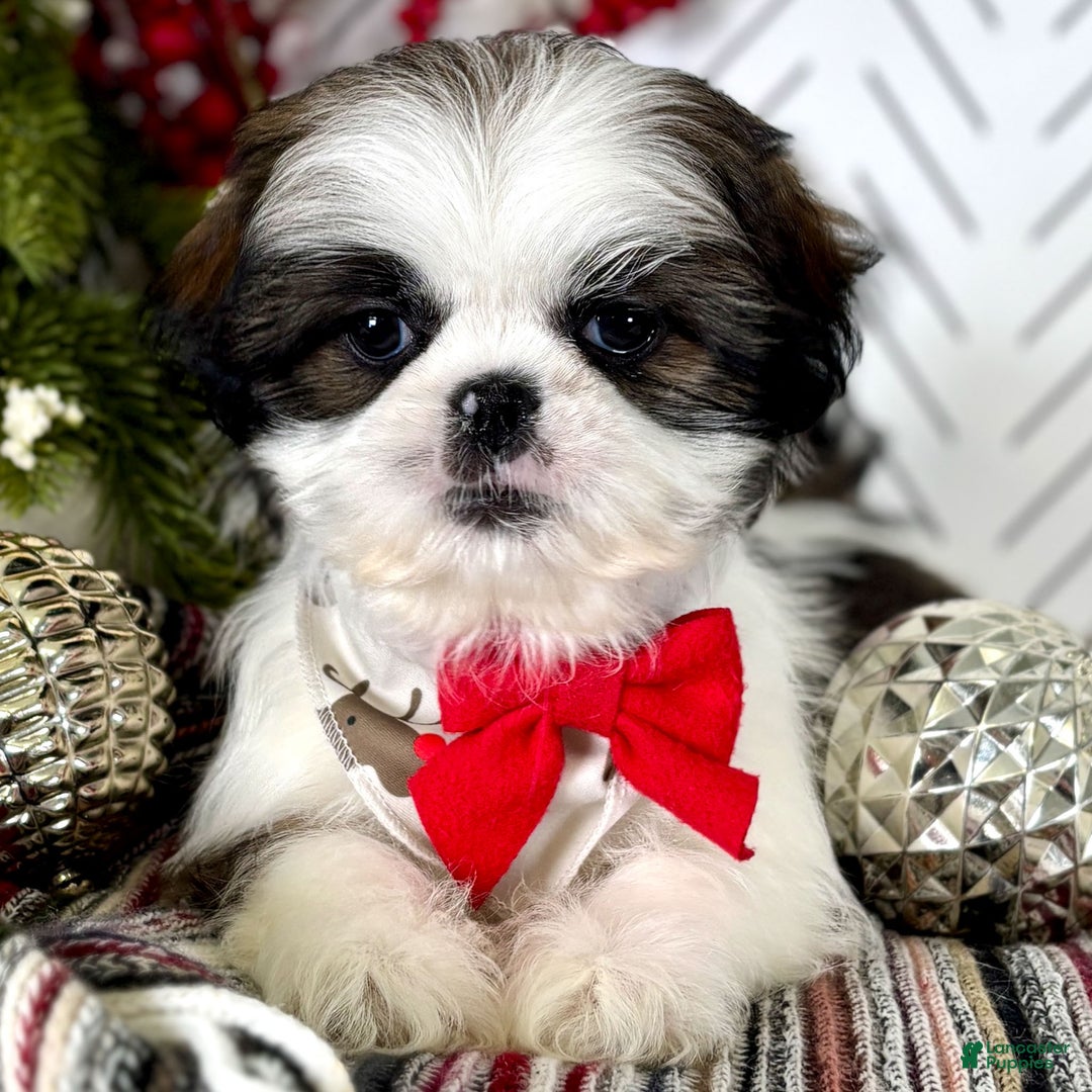 Shih Tzu dogs for sale: Cedar - Ad 6