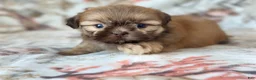 Shih Tzu dogs for sale:  Mike - Ad 2