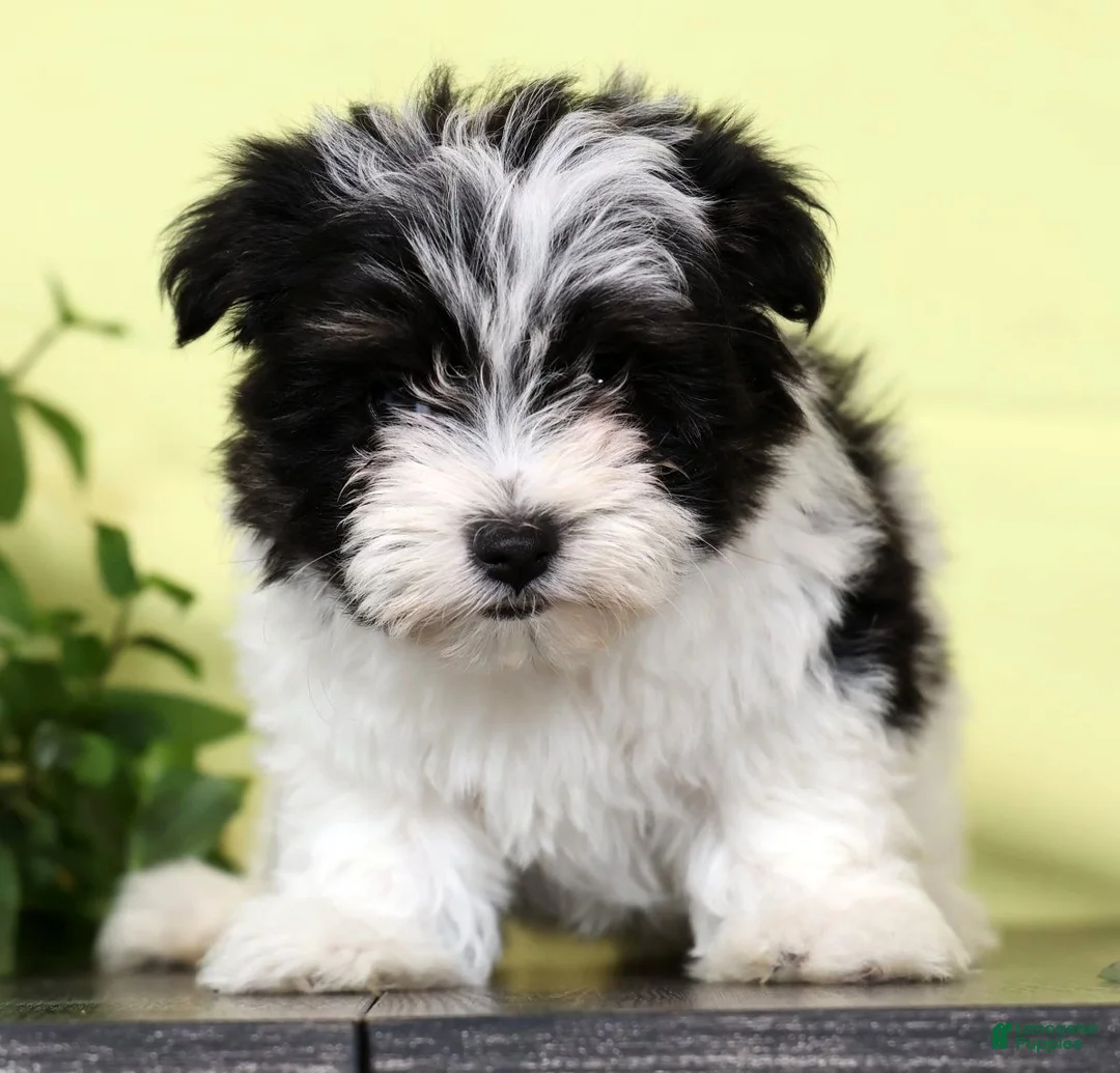 Morkie dogs for sale:  Darling - Ad 1