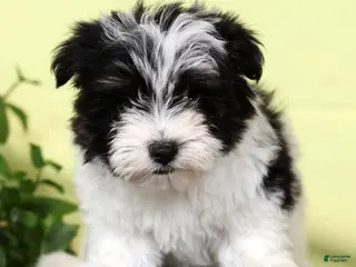 Morkie dogs for sale: Darling - Ad 2