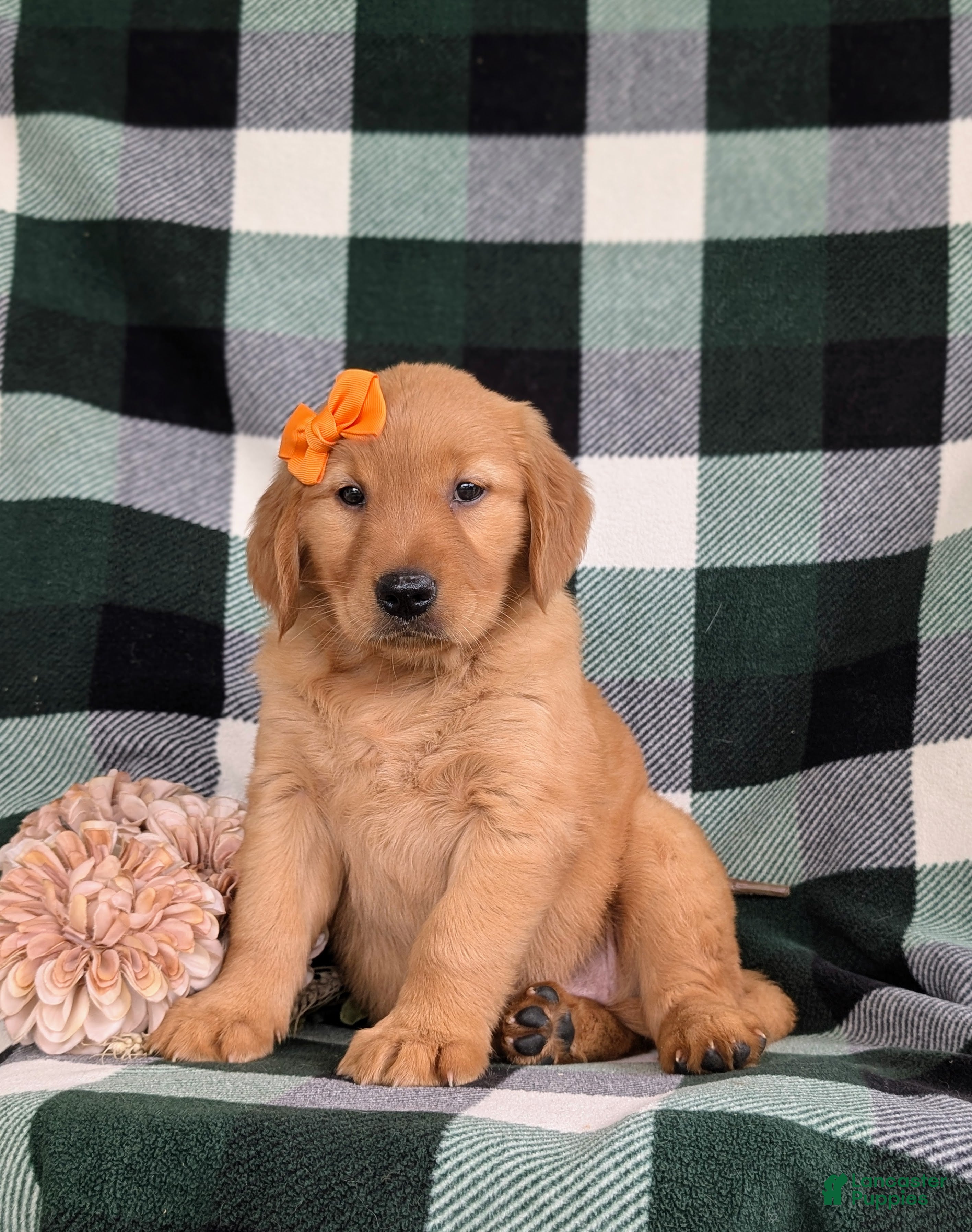 Golden Retriever dogs Abbie AKC Reg - Ad 1