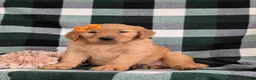 Golden Retriever dogs for sale: Abbie AKC Reg - Ad 1