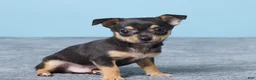 Chihuahua dogs for sale: Sammy - Ad 3