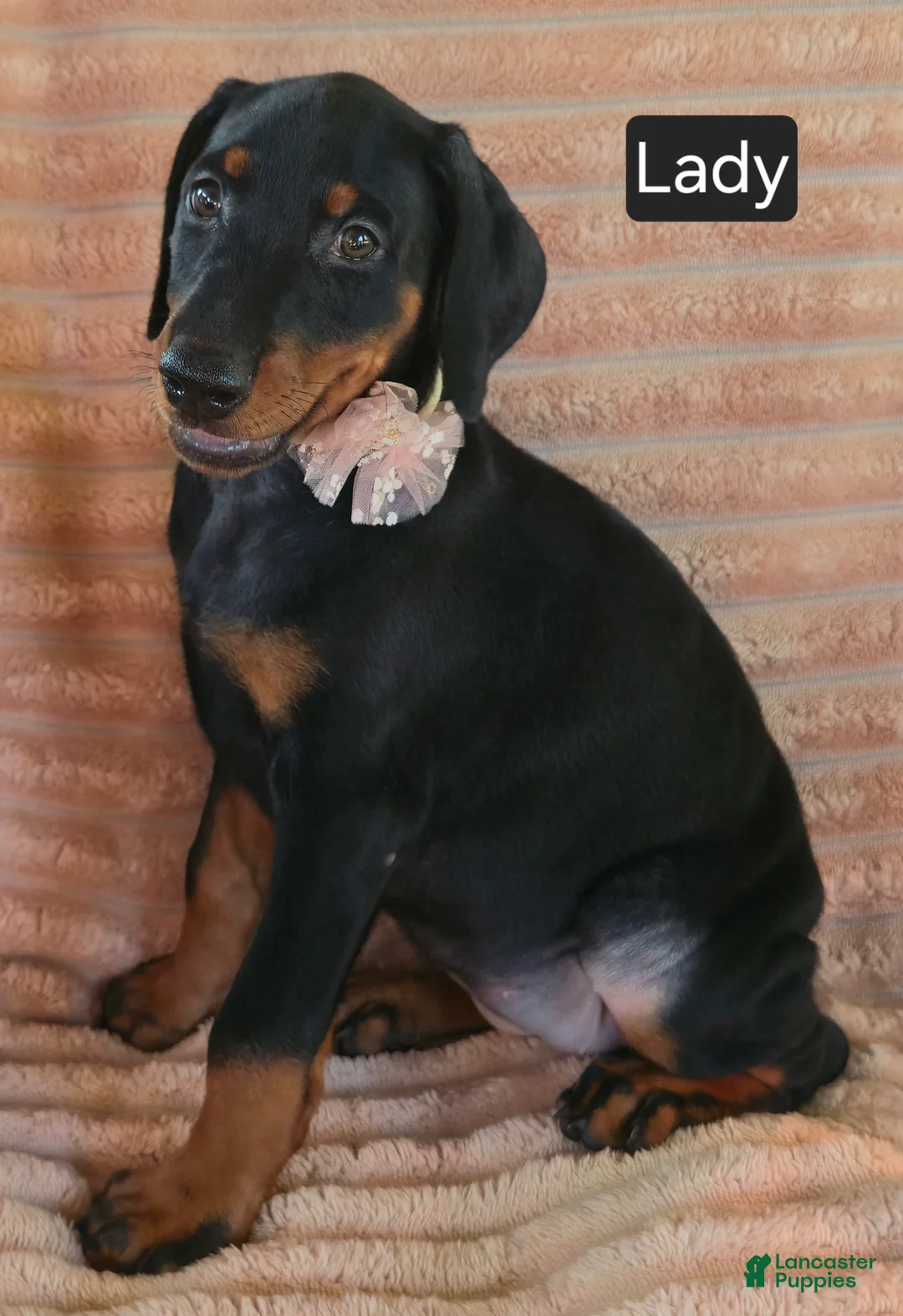 Doberman Pinscher dogs for sale: Lady - Ad 4