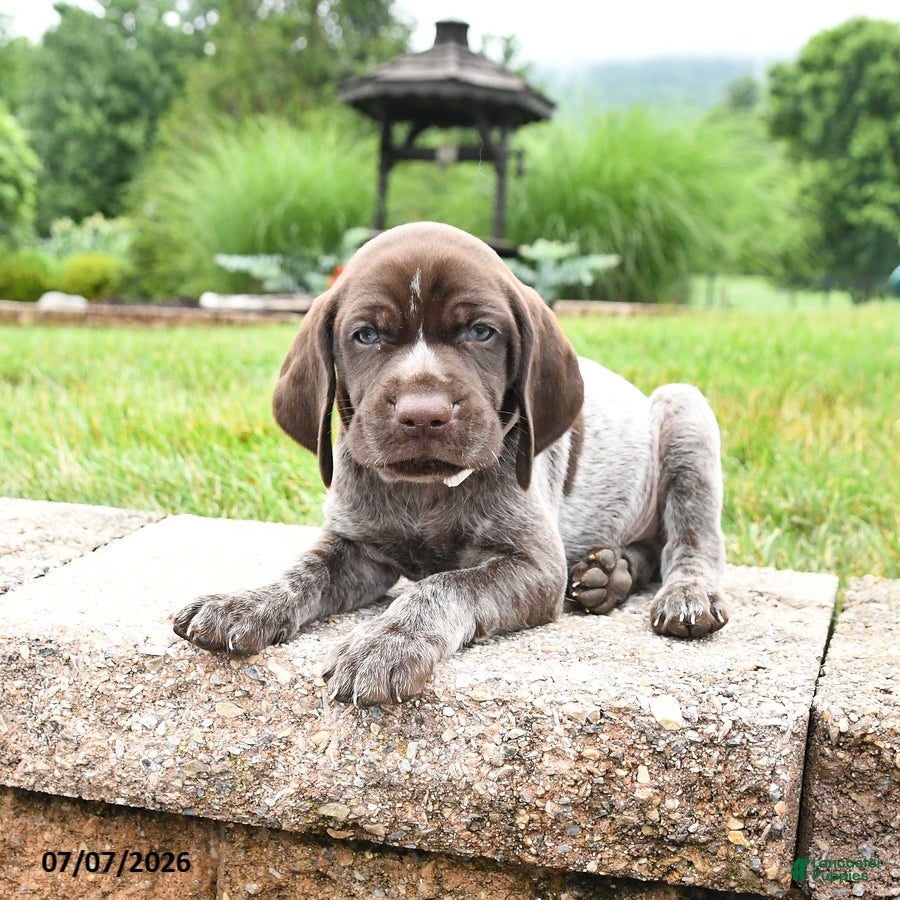 German Shorthaired Pointer dogs Harley - Ad 2