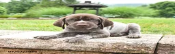 German Shorthaired Pointer dogs for sale: Harley - Ad 2