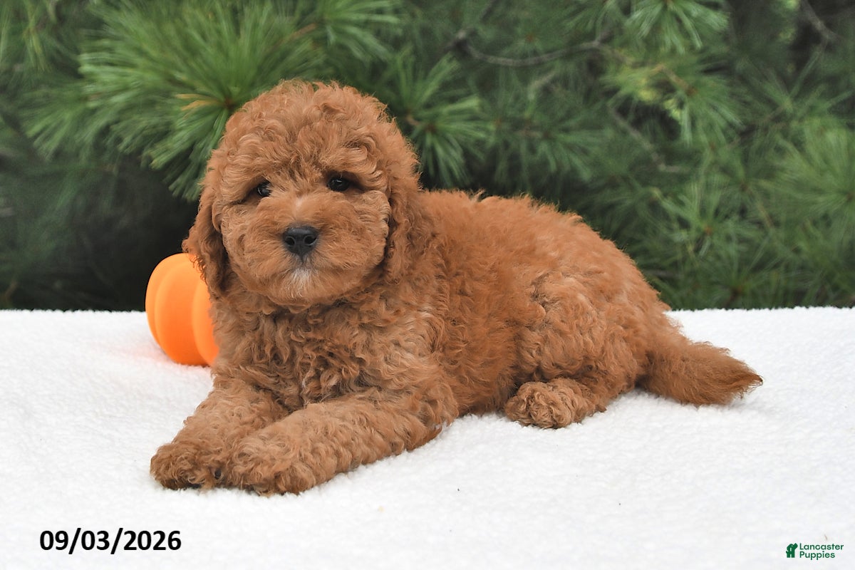 Mini Goldendoodle dogs Oliver - Ad 1