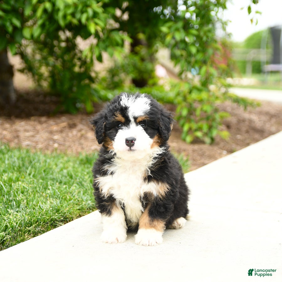 Bernedoodle dogs Gunner - Ad 1