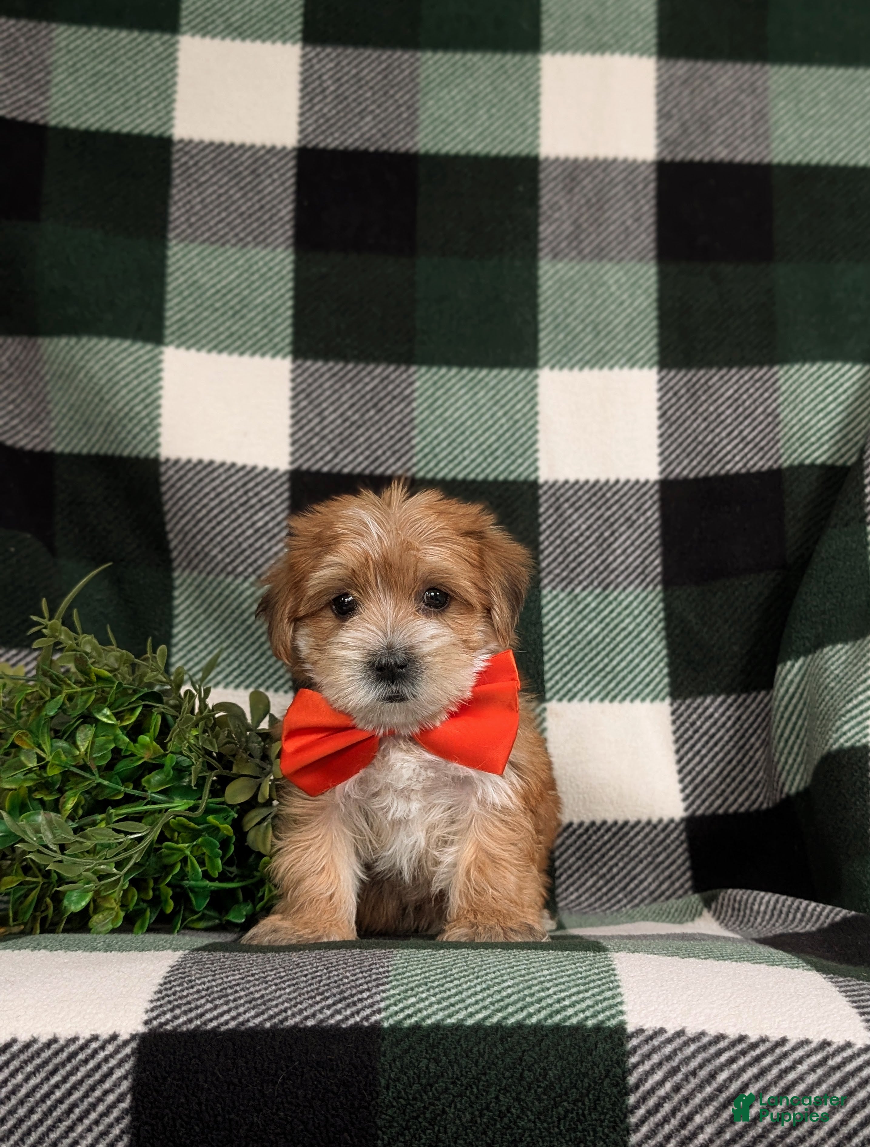 Morkie dogs Beethovan 7 lbs Full Grown - Ad 1