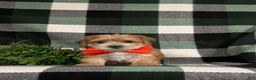 Morkie dogs for sale: Beethovan 7 lbs Full Grown - Ad 1