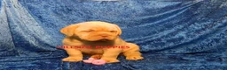 Dogue De Bordeaux dogs for sale: Dogue De Bordeaux 2 - Ad 1