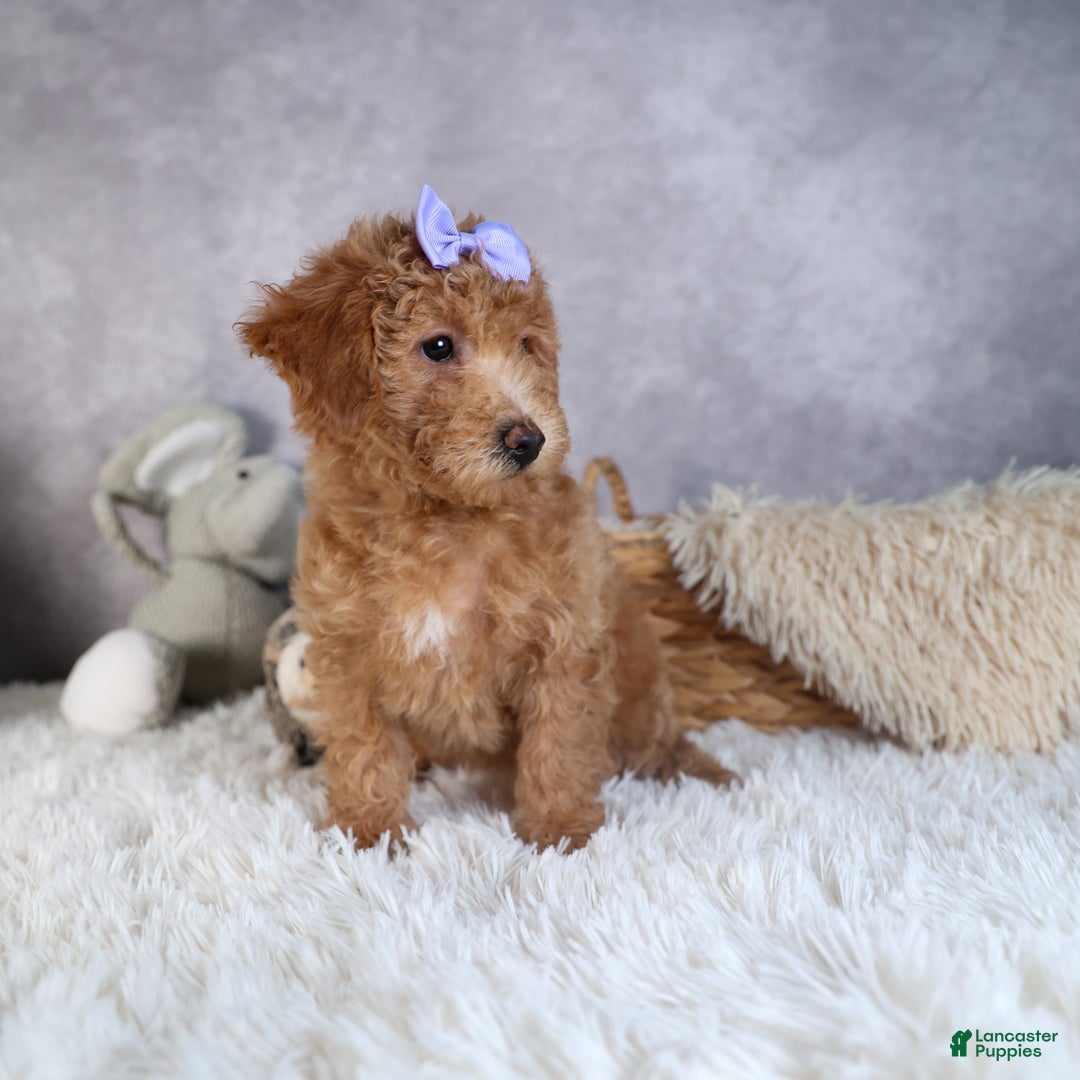 Shihpoo dogs for sale: Evie - Ad 14