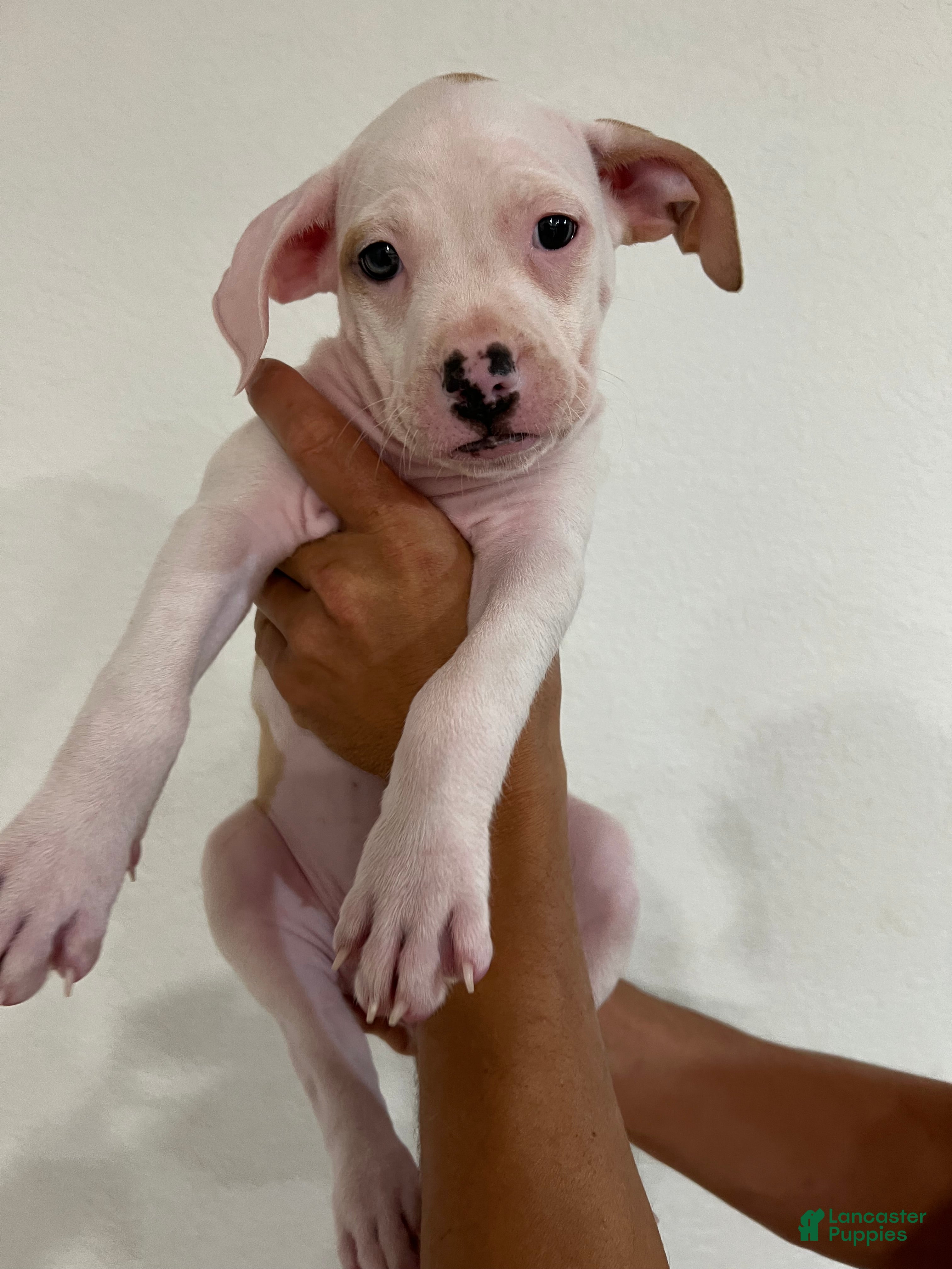 Mixed Breed dogs Mixed Breed 2 - Ad 1