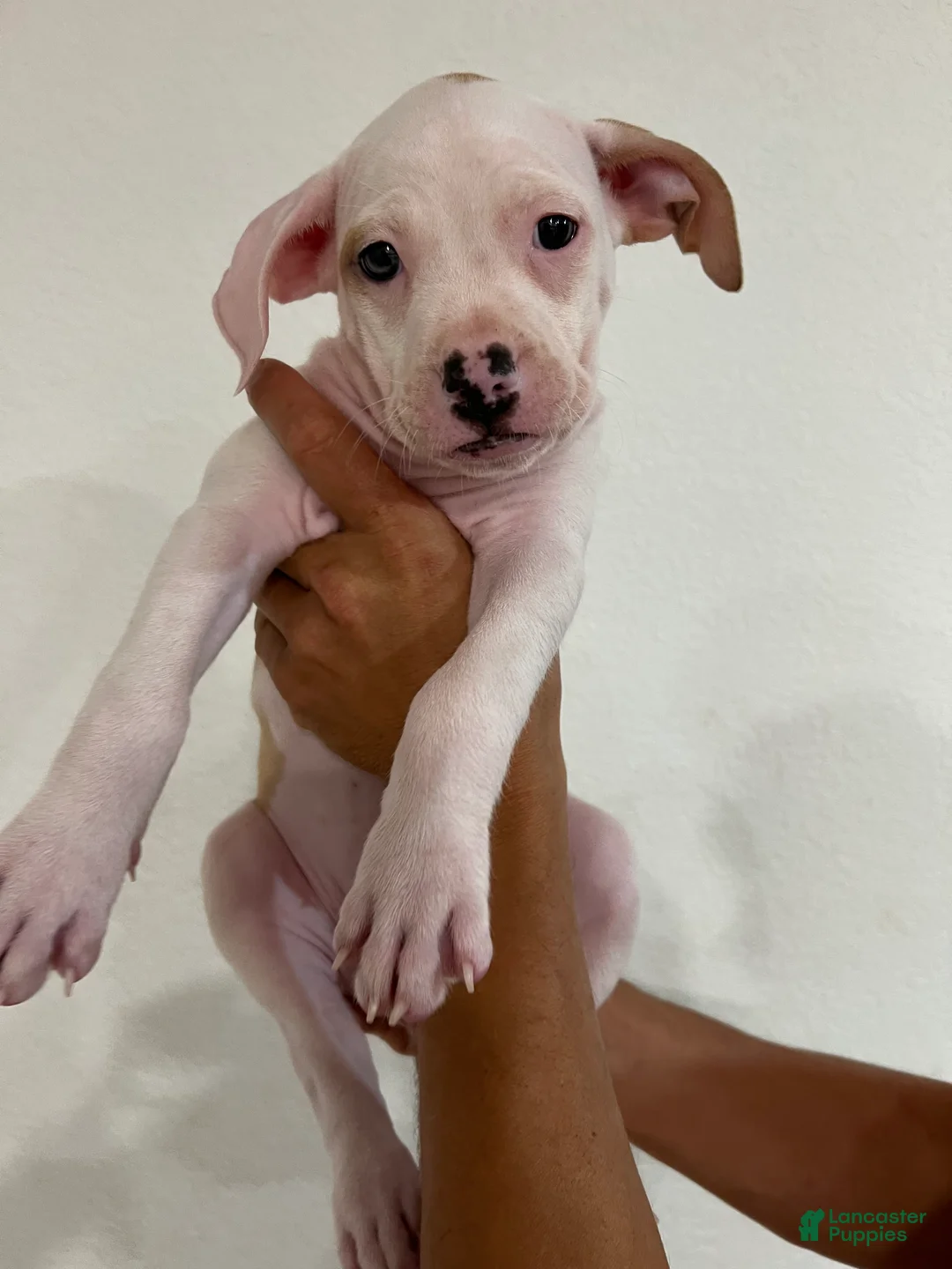 Mixed Breed dogs for sale: Mixed Breed 2 - Ad 1