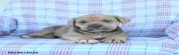Cane Corso dogs for sale: Leroy - Ad 3